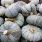 Piacentina Winter Squash Aka Zucca Berrettina Piacentina Seeds Blue Squash Vegetable