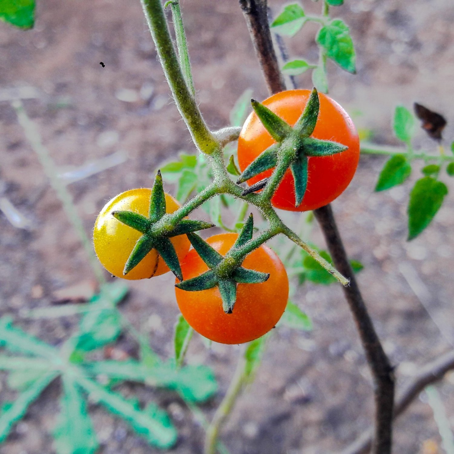 Isis Candy Cherry Tomato Seeds Grown To Organic Standards
