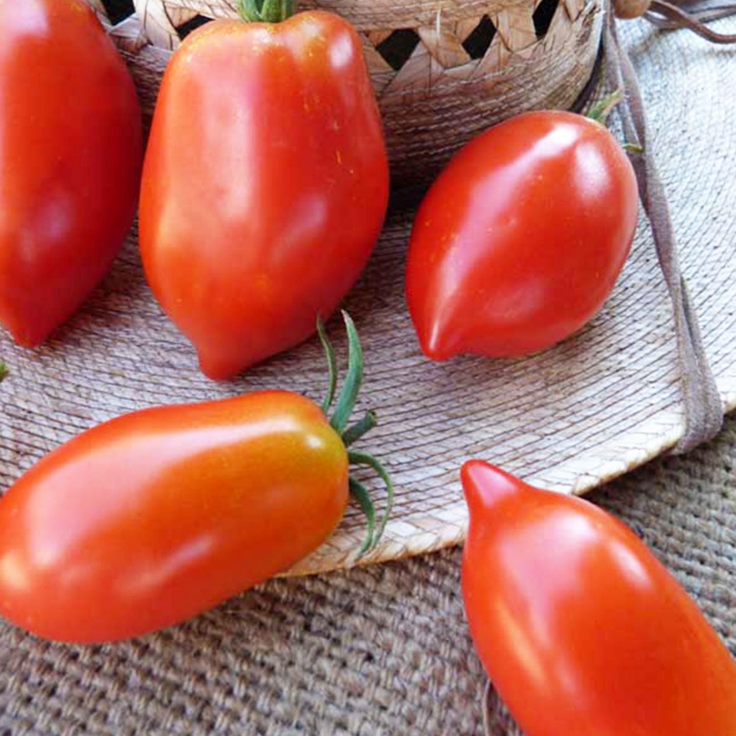 Amish Paste Tomato Seeds Vegetable Seeds Seed Packets