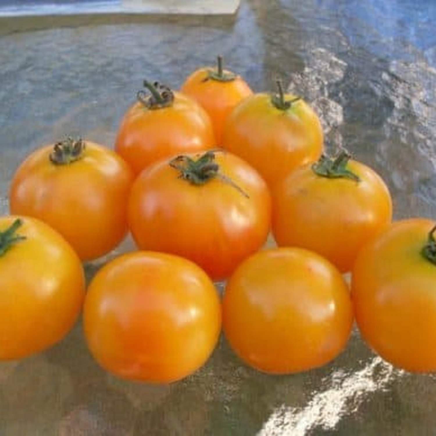 Amber Dwarf Tomato Early Russian Seeds Vegetable Very Early