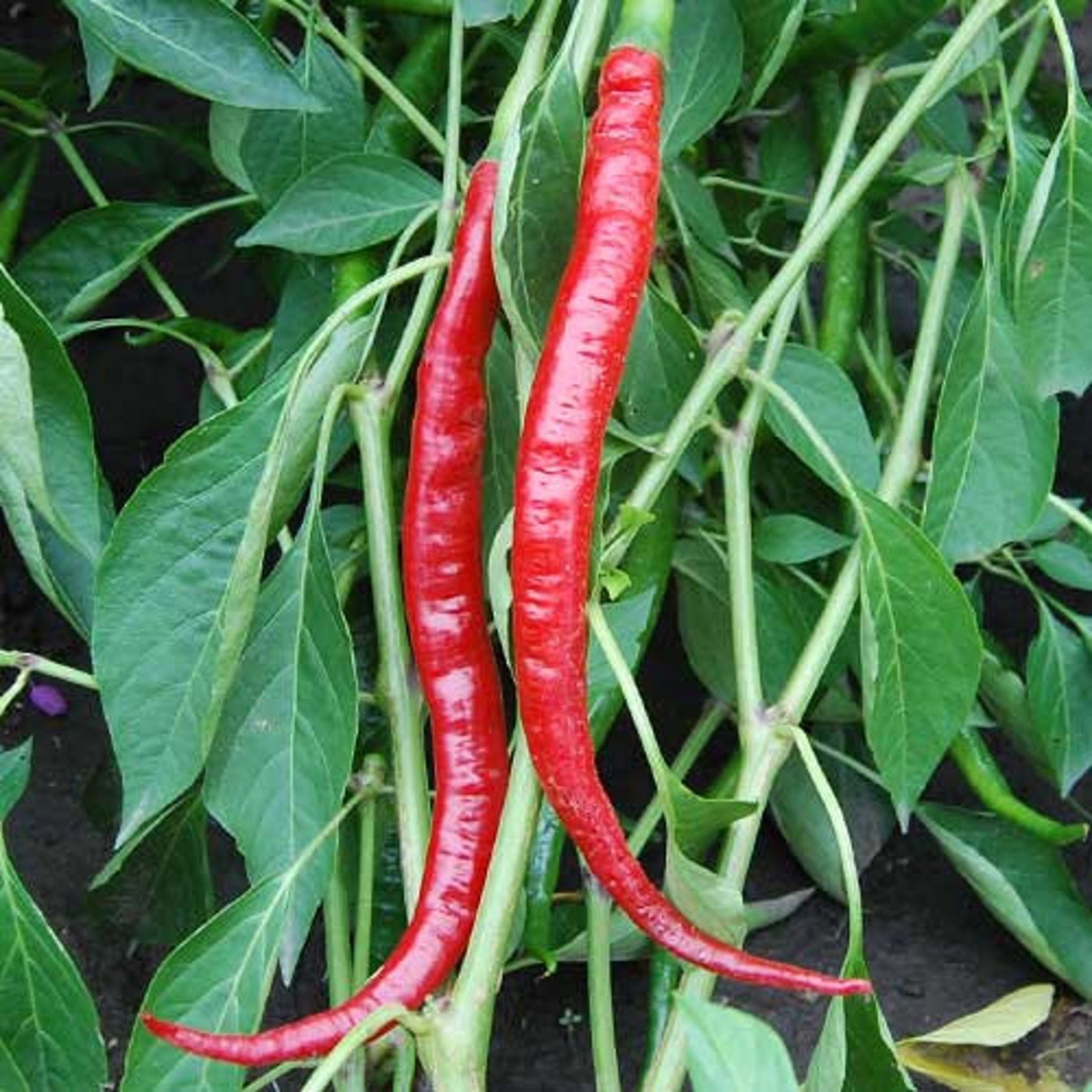 Joes Long Cayenne Hot Pepper Italian Seeds Naturally Grown Heavy Yielding