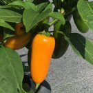 Pumpkin Spice Jalapeno Hot Pepper