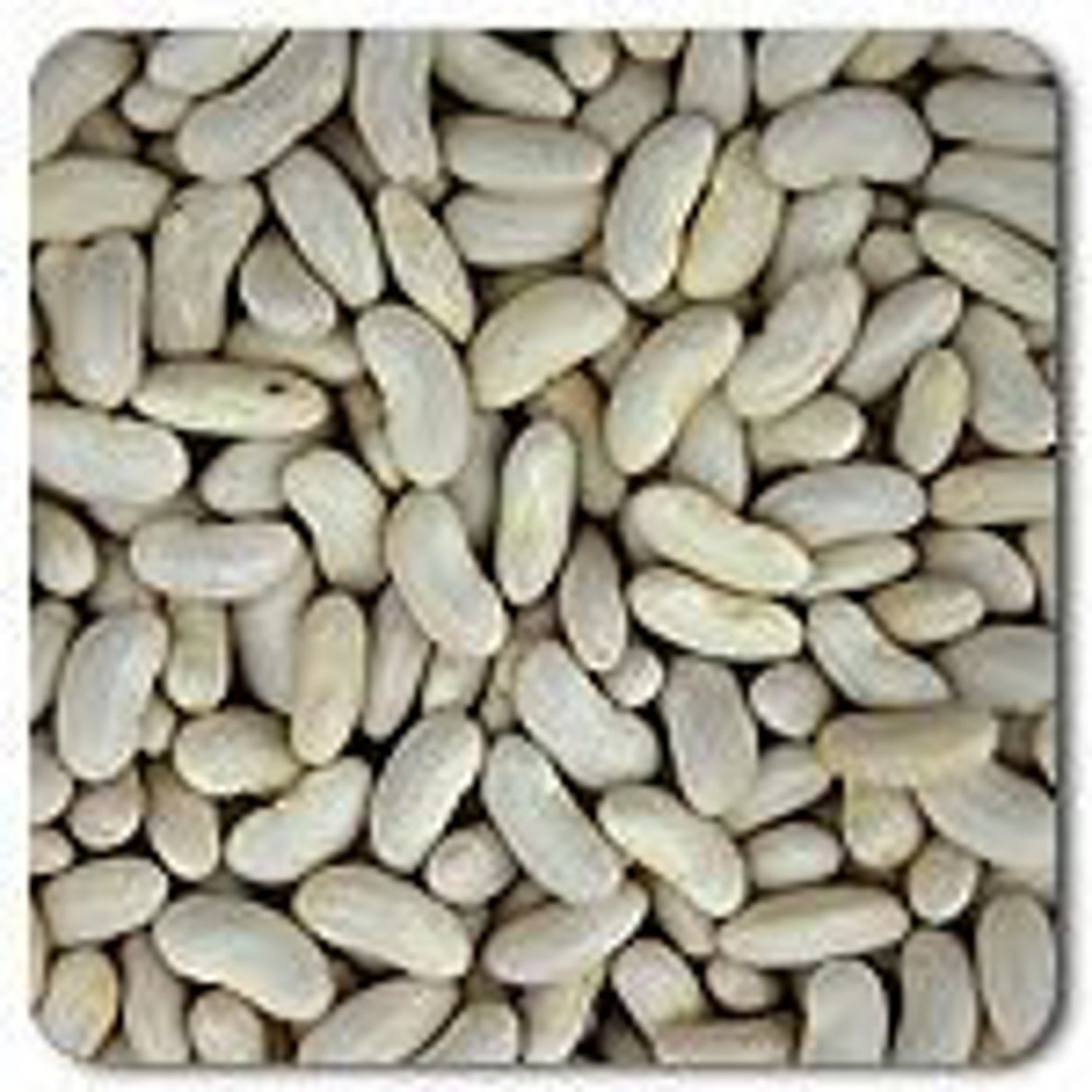 Silver Cloud Cannellini Bush Dry Bean Seeds Grown To Organic Standards
