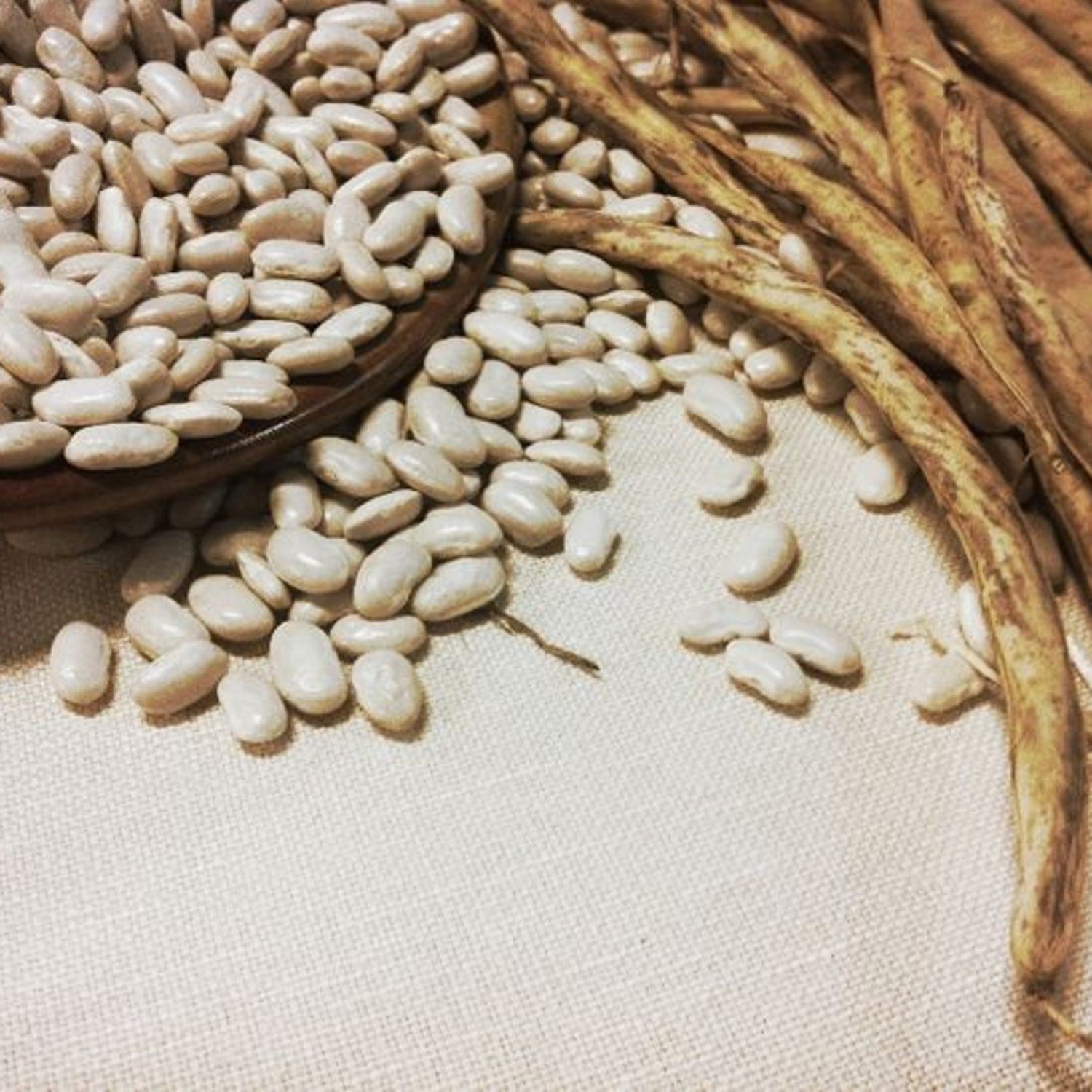 Marcella Cannellini Pole Dry Bean Aka Sorano Bean Italian Seeds Grown To Organic Standard