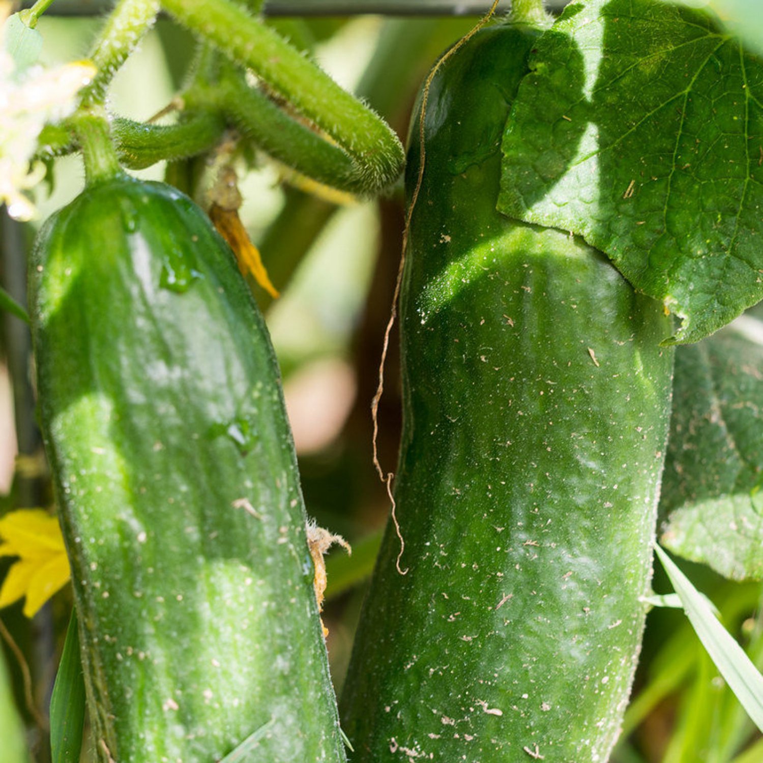 Cucumber Muncher Cucumber Seeds Vegetable