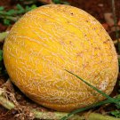 Minnesota Midget Cantaloupe Seeds Vegetable Seeds Seed Packets
