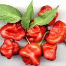 Hinkelhatz Pennsylvania Dutch Hot Pepper Seeds Aka Chicken Heart Pepper Pennsylvania Dutch Pickling 