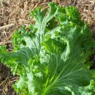 Mustard Southern Giant Cur 500 Seeds Naturally Grown Micro Greens