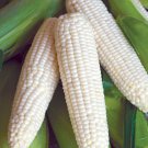 Truckers Favorite White Dent Flour Corn Seeds Vegetable Seeds Seed Packets