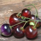 Indigo Blue Berries Cherry Tomato 15 Seeds Grown To Organic Standards