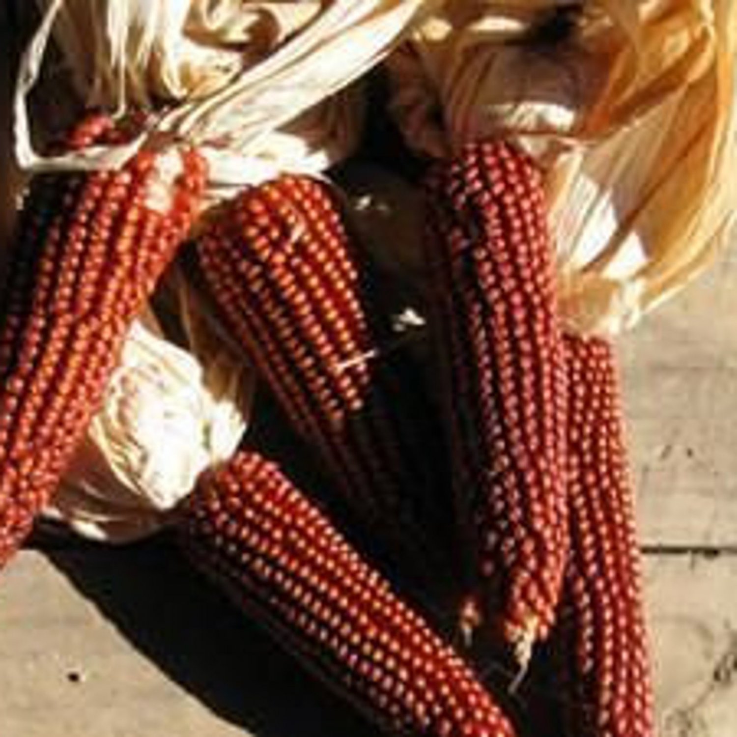 Floriani Red Flint Flour Corn Seeds 12% Protein Naturally Grown