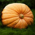 Mammoth Gold Pumpkin 10 Seeds Pumpkin C.Maxima Seeds: American Squash Giant Pumpkin Mammoth Pumpkin