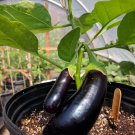 Eggplant Diamond 30 Seeds Ukrainian Naturally Grown