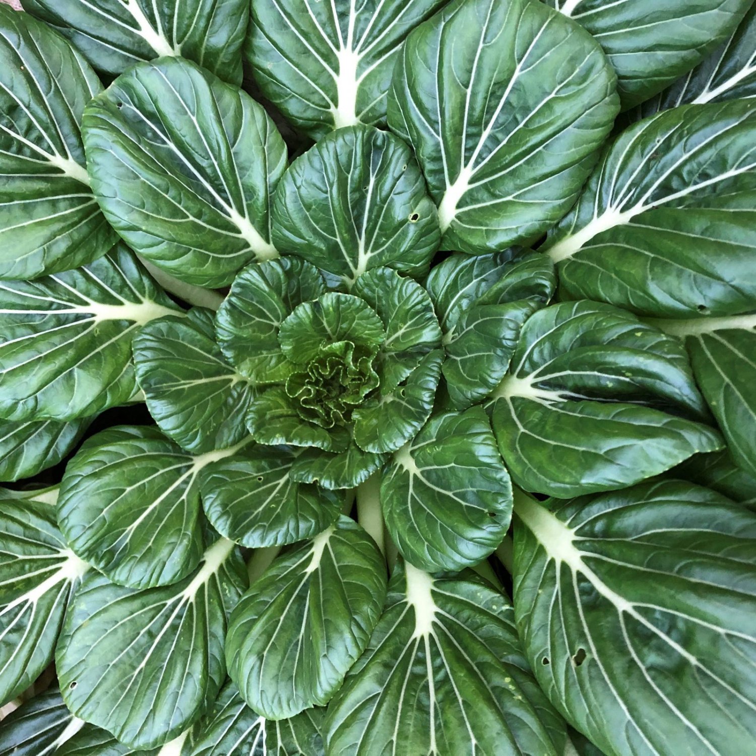 Tatsoi Chinese Cabbage Mustard Green Aka Rosette Spoon Tatsoi Or Black Cabbage Brassica Rapa Subsp. 