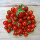 Chadwicks Cherry Tomato Aka Camp Joy Seeds Grown To Organic Standards