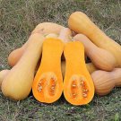 Waltham Butternut Winter Squash Seeds Vegetable Seeds Seed Packets
