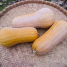 Sonca Orange Butternut Winter Squash Seeds Vegetable Seeds Seed Packets