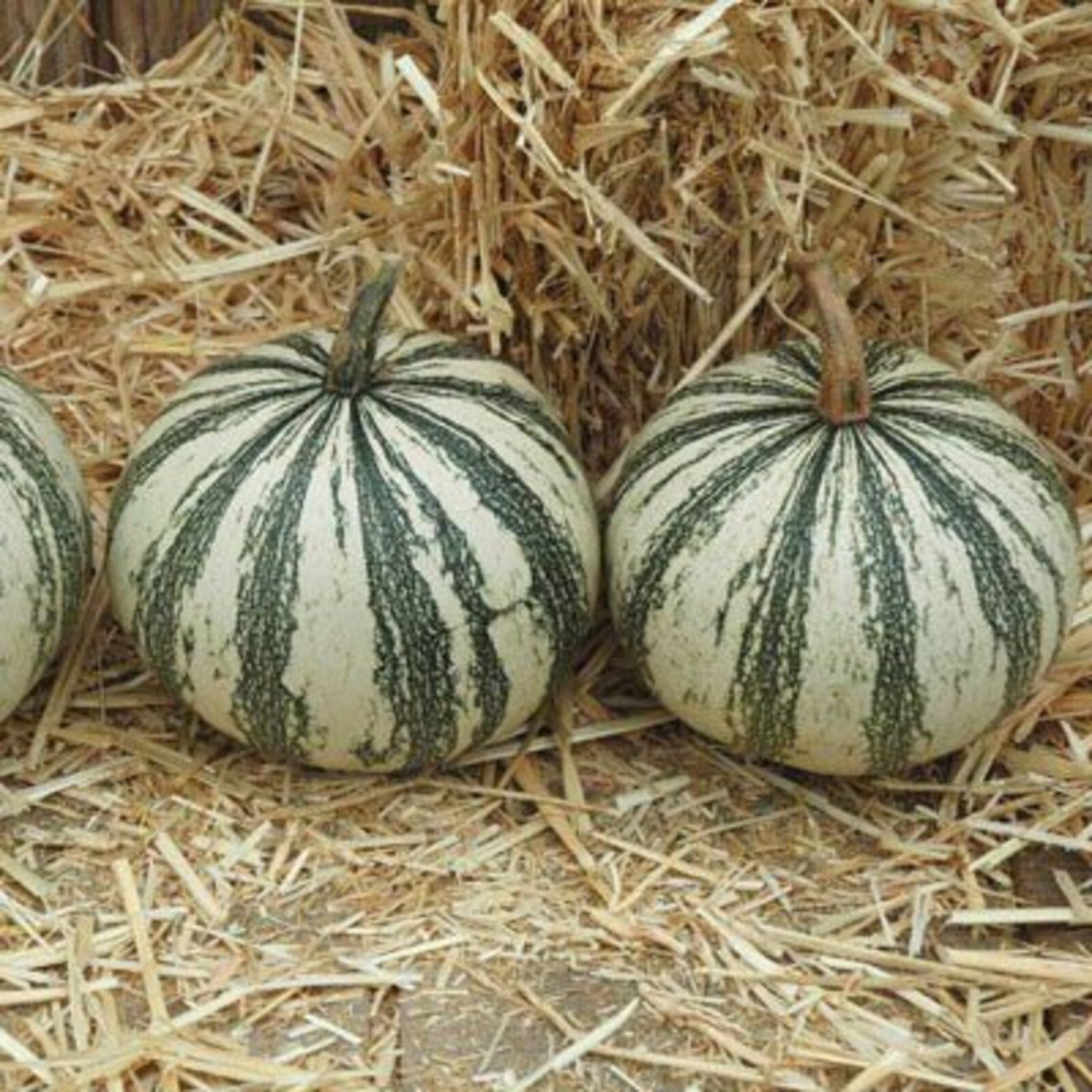 Silver Edge Seed Squash Seeds Vegetable Seeds Seed Seed Packets Pepita