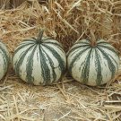 Silver Edge Seed Squash Seeds Vegetable Seeds Seed Seed Packets Pepita