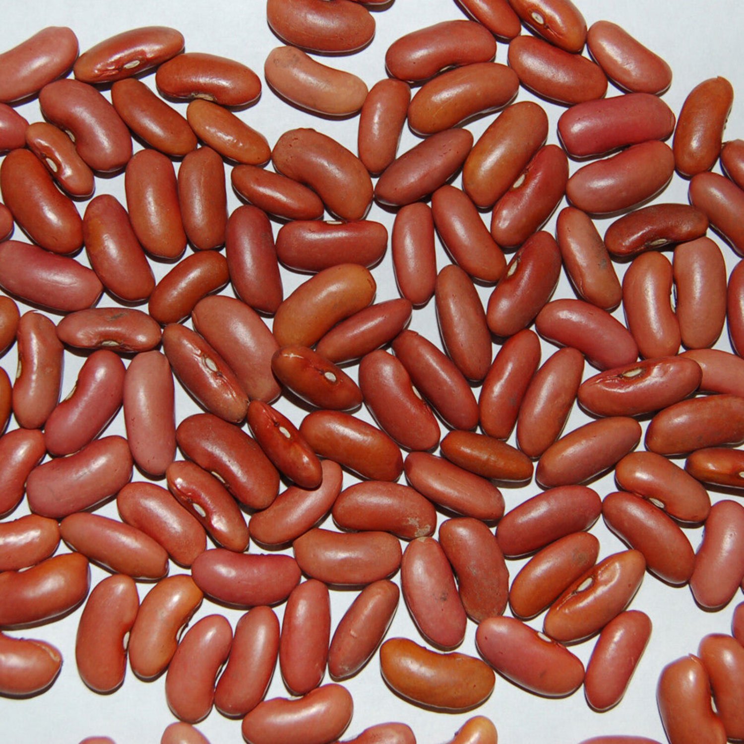 Light Red Kidney Bush Bean Seeds Grown To Organic Standards