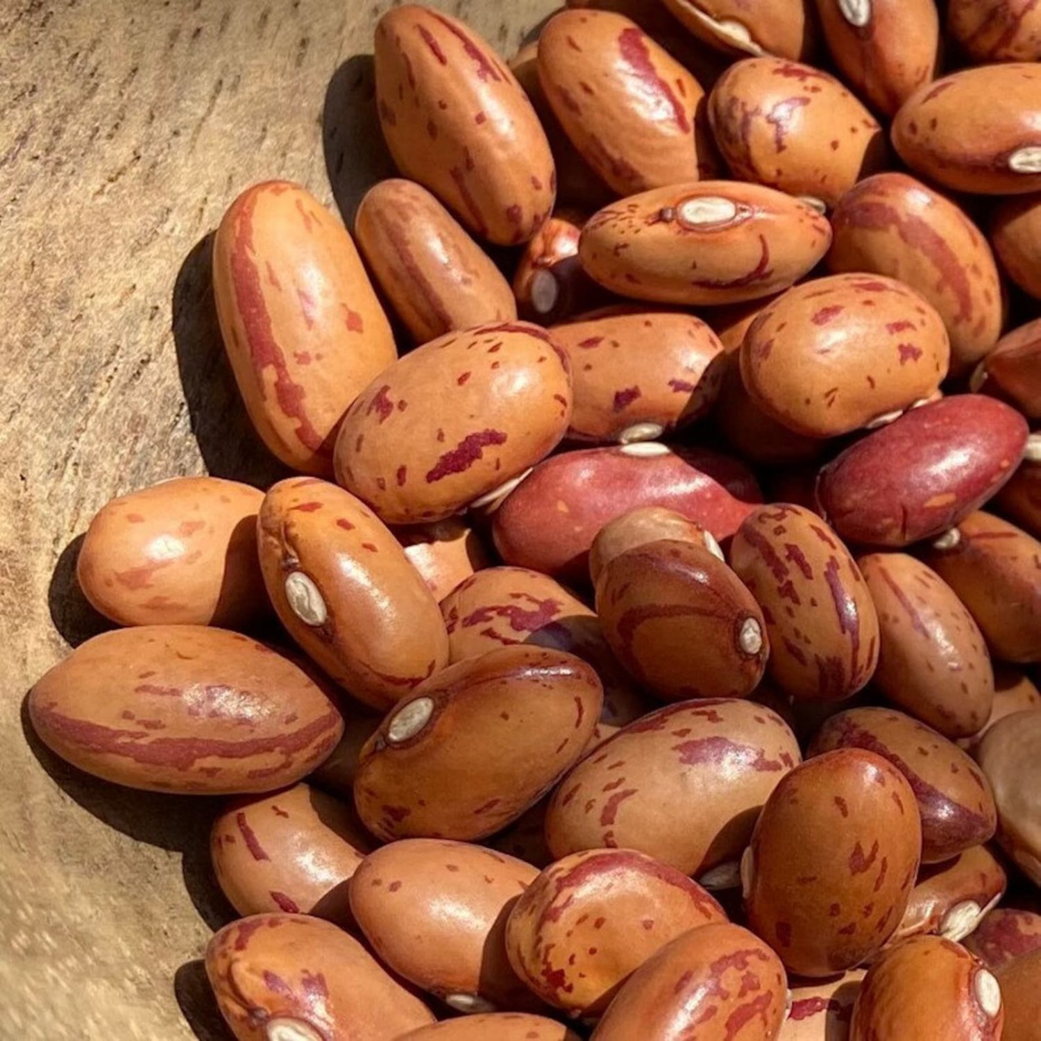 Lina Siscos Bird Egg Dry Bush Bean Missouri Seeds Grown To Organic Standards Ark Taste