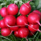 Cherry Belle Spring Radish