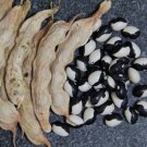 Calypso Dry Bush Bean Seeds Aka Yin Yand Bean