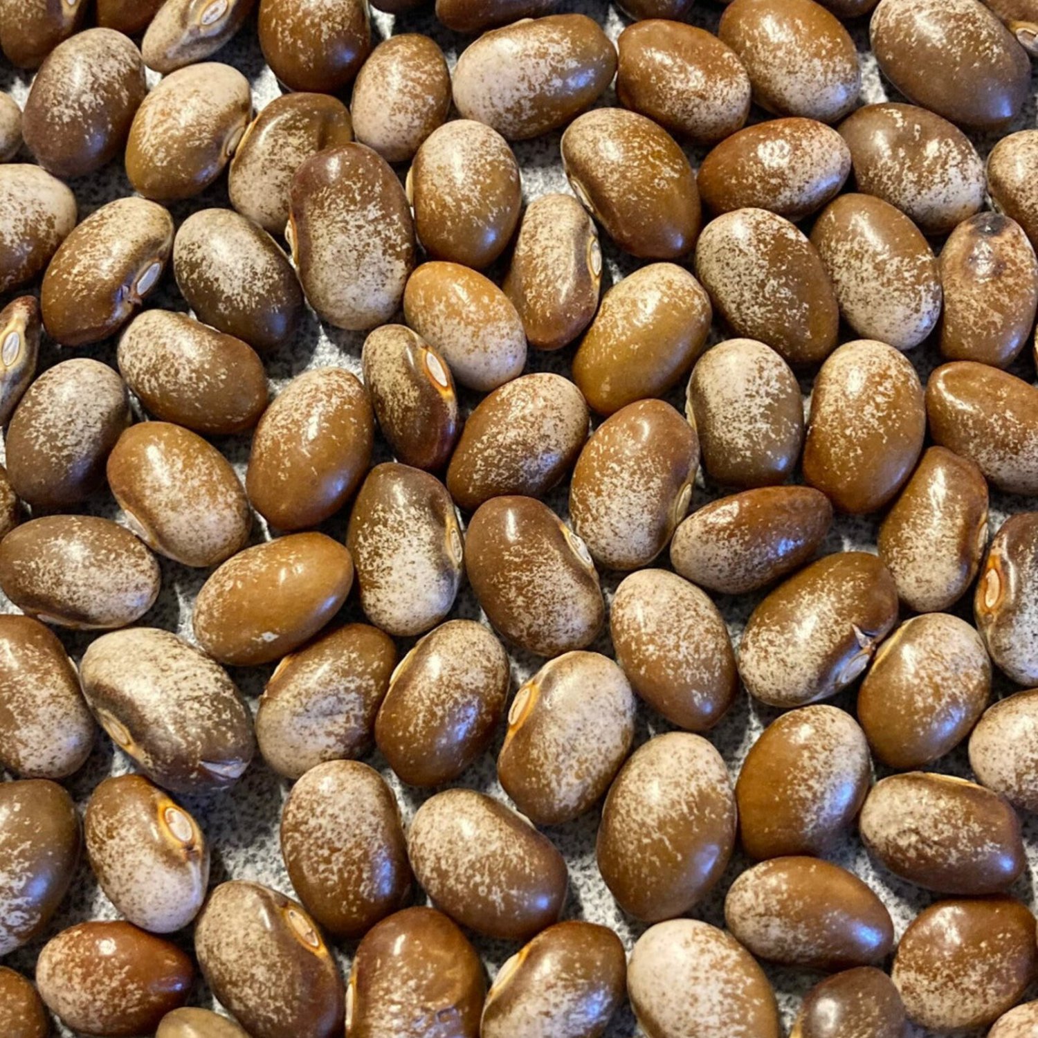 Turkey Craw Pole Bean Appalachian Seeds Grown To Organic Standards Green Snap Dry