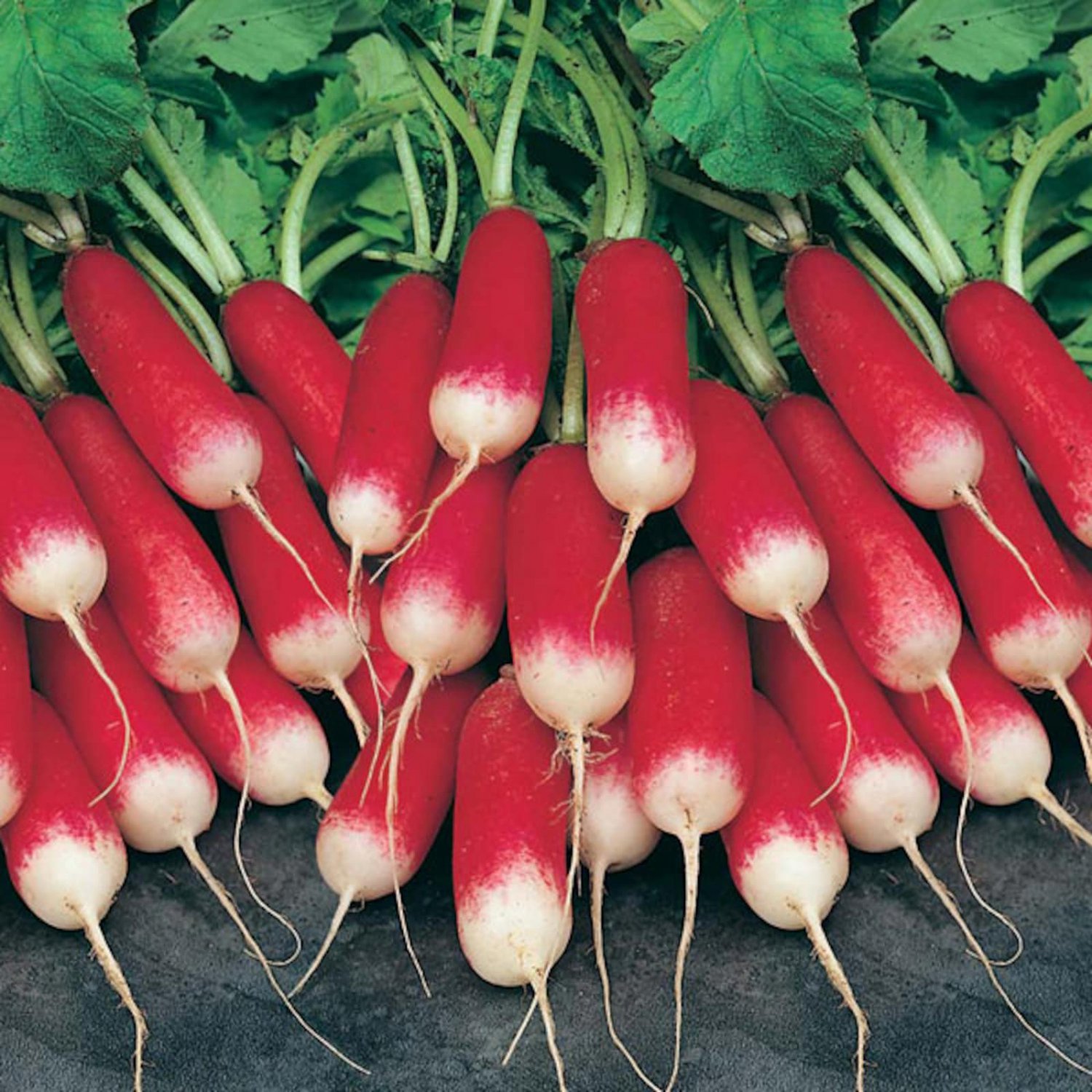French Breakfast Radish