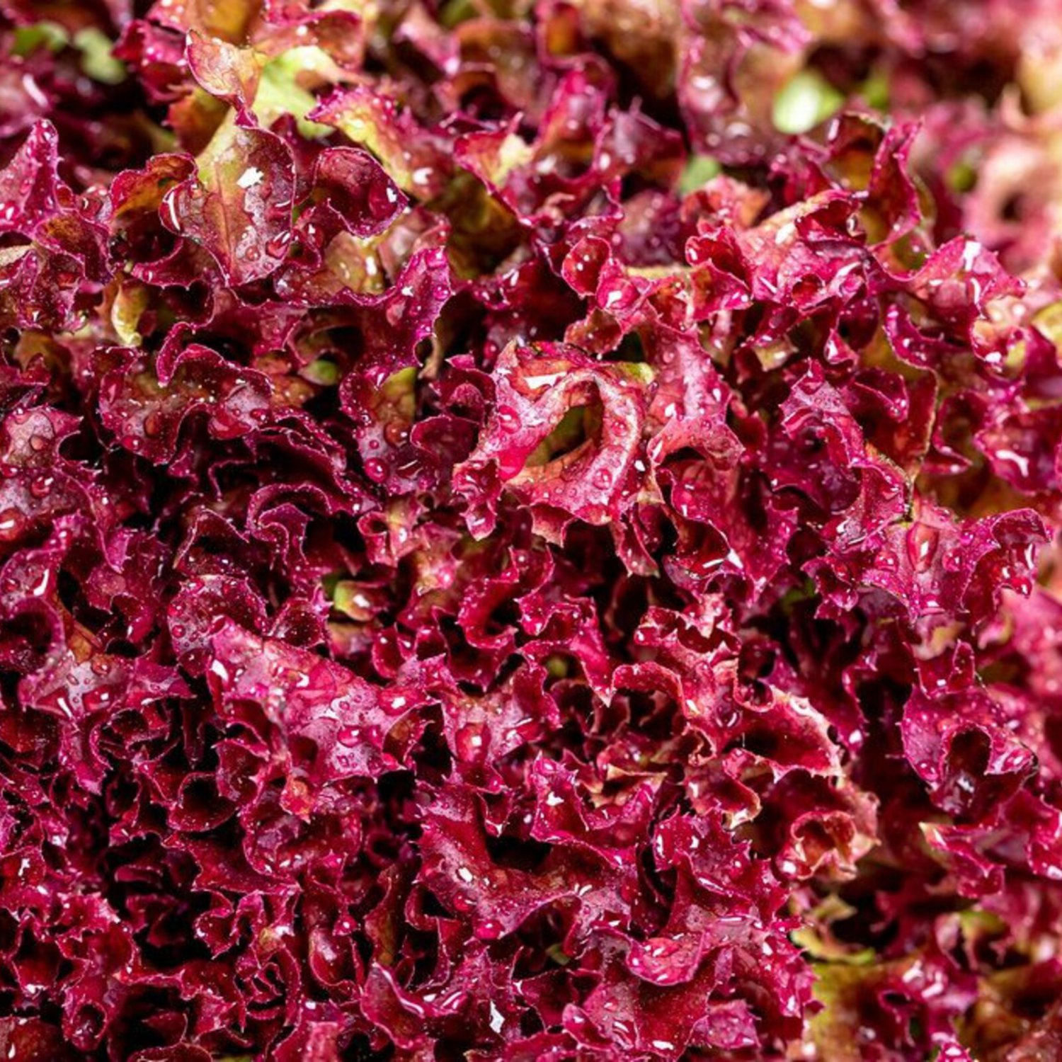 Outredgeous Lettuce Modern Lettuce
