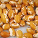 Zuni Gold Southwest Gold Dry Bush Bean Seeds Vegetable Seeds Seed Packets