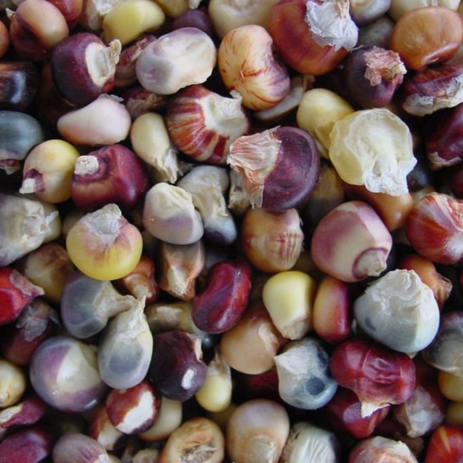 Mandan Bride Flour Corn Seeds American North Dakota Corn