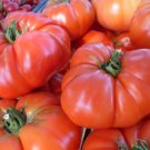 Astrakhanskie Beefsteaktomato Russian 20 Seeds Grown To Organic Standards