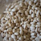 Alubia Blanca Bush Dry Bean Seeds Openpollinated