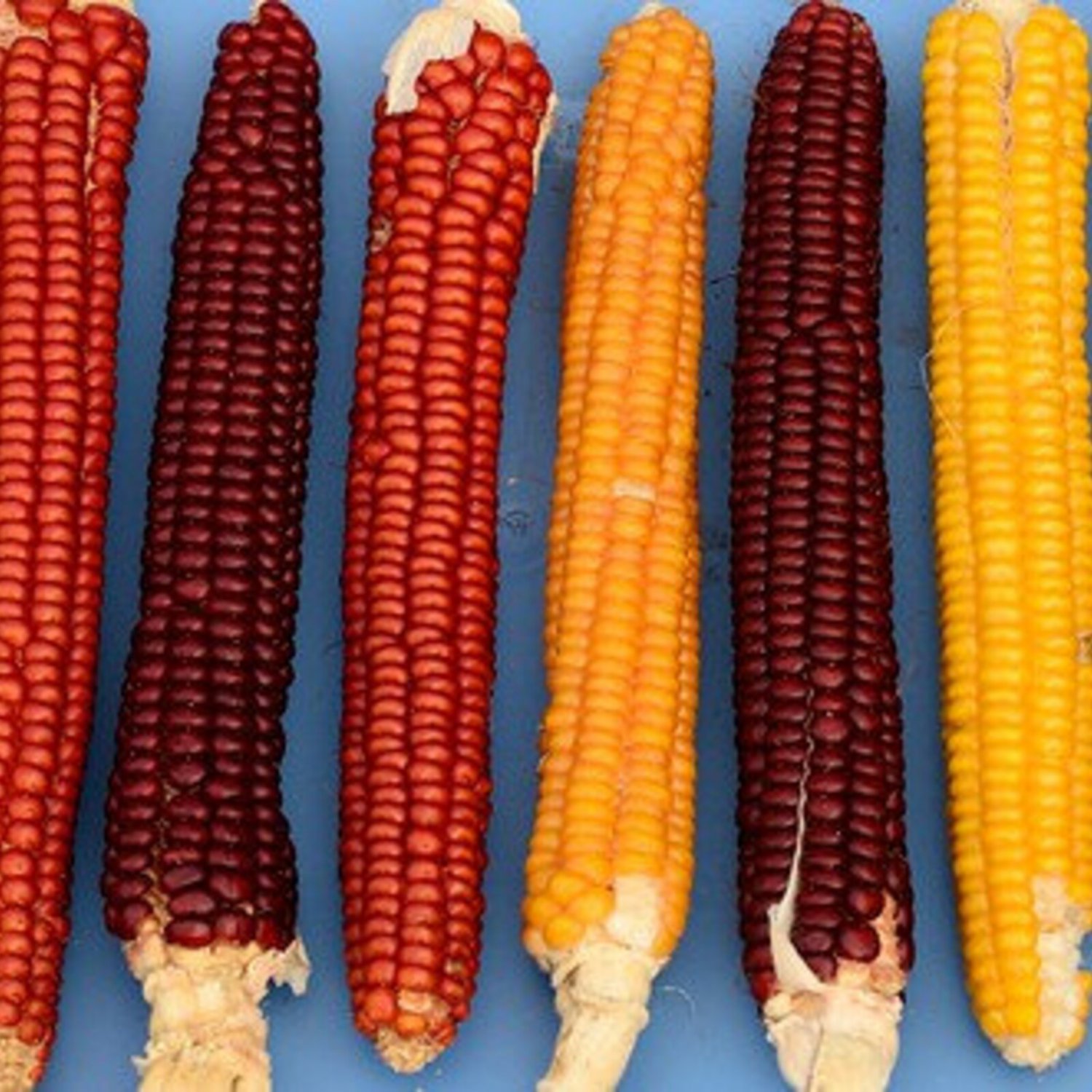 Corn Cascade Rubygold Flint Corn Seeds Vegetable