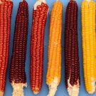 Corn Cascade Rubygold Flint Corn Seeds Vegetable