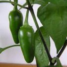 Jalapeno Pepper Hot Pepper Seed