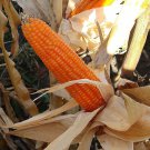 Cateto Sulino Flint Corn Seeds Vegetable Seeds Uruguay Argentina Landrace
