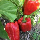 King Of The North Bell Pepper Sweet Pepper Seeds Naturally Grown Vegetable Seeds