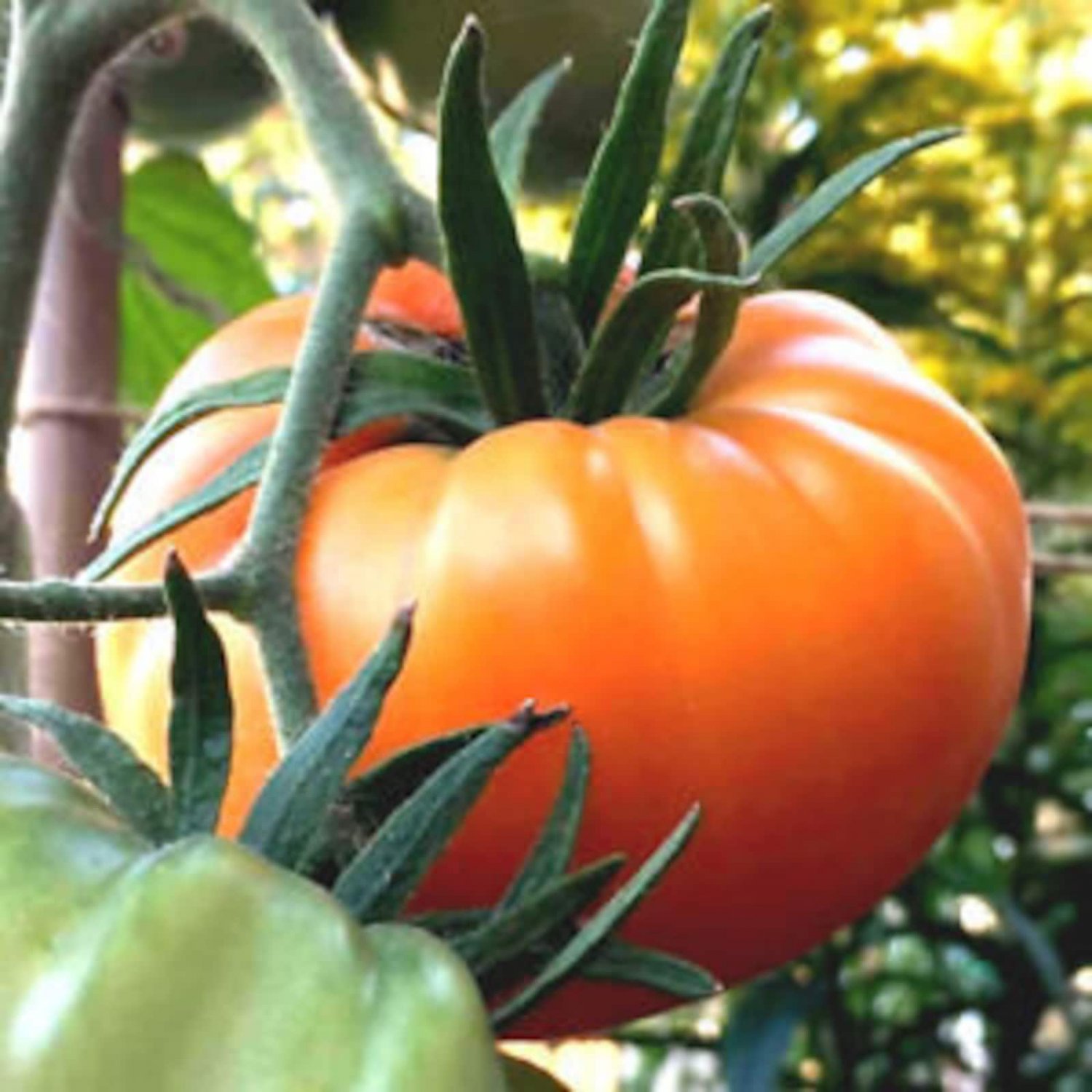 Kelloggs Breakfast Beefsteak Tomato West Virginia . Seeds Sweet Orange Large Beefsteak