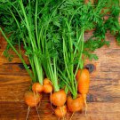 Parisian Carrot Seeds Vegetable Seeds Aka Tonda Di Parigi Baby Carrot