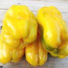 Yellow Monster Bell Swet Pepper Seeds Huge Sweet Yellow Bell Pepper Naturally Grown