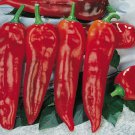 Corno Di Toro Rosso Italian Sweet Pepper Aka Corno Di Toro Red Horn Of The Bull Italian Seeds