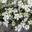 Babys Breath Flower Seeds Covent Gypsophila Elegans Annual Showy White Flower Baby Shower Gift