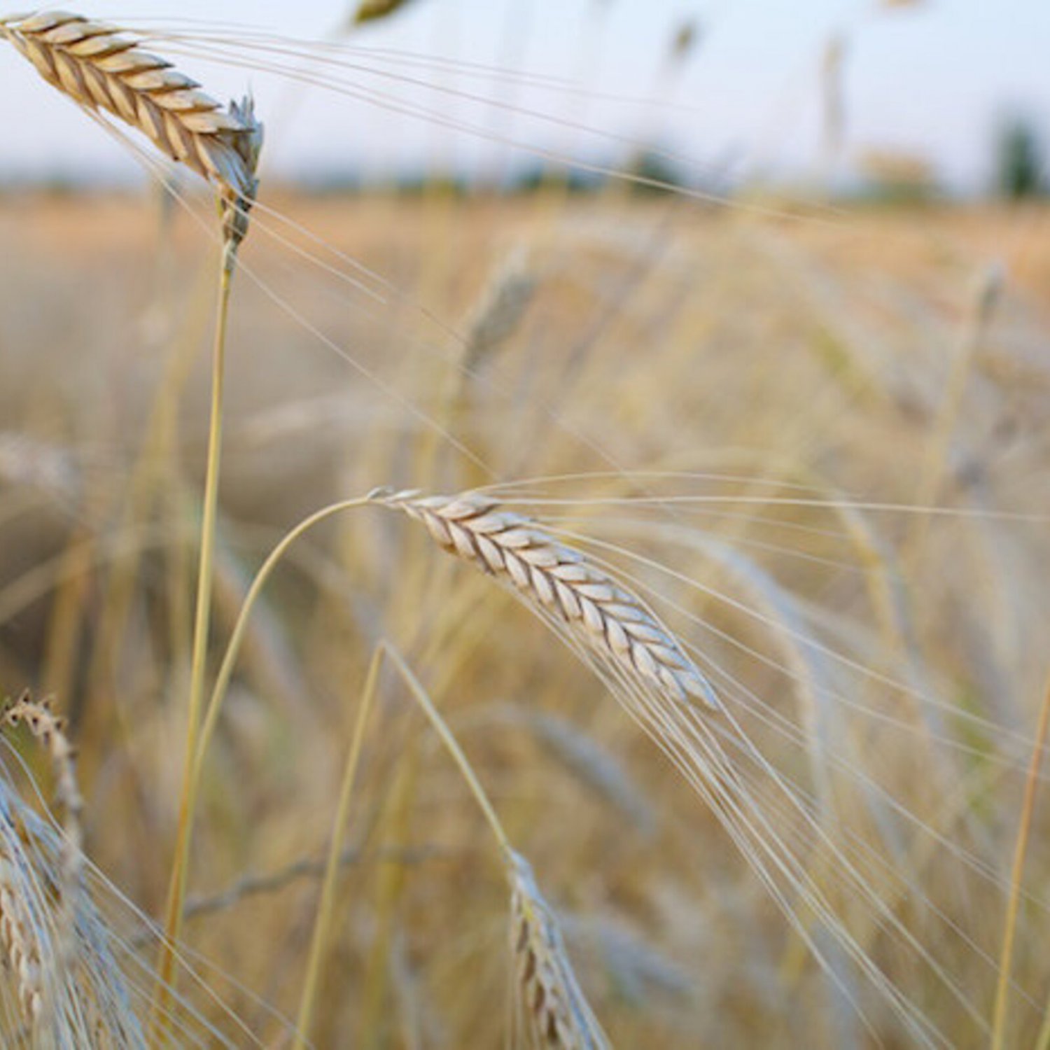 Organic Einkorn Grain Seed 150 Seed Starter Pack Ancient Cereal & Flour Graingrow Your Own Flour