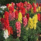 Snapdragon Tall Spur Mix Seeds Deluxe Tall Mixed Colors