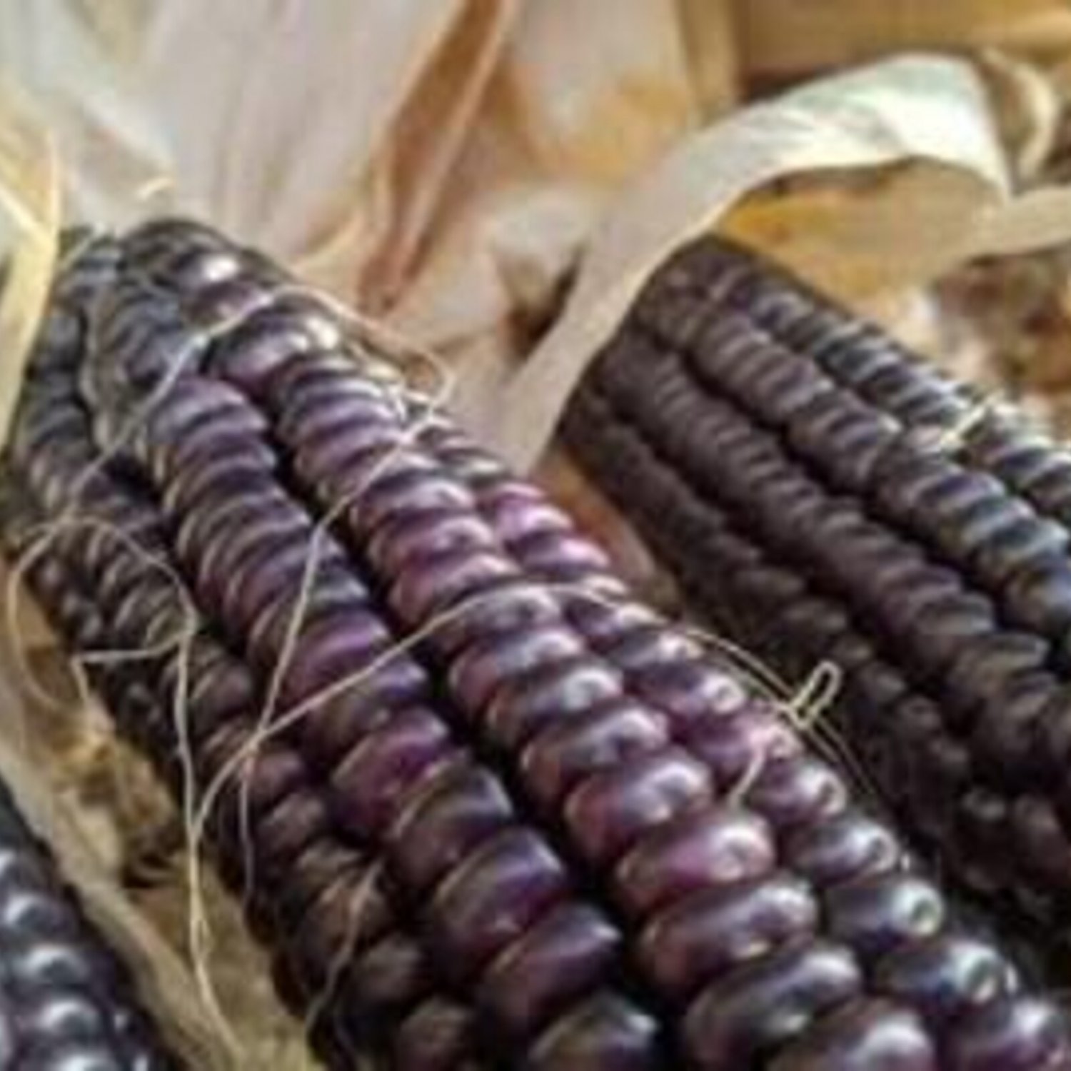 Hopi Blue Corn Seeds Vegetable Seeds Seed Packets