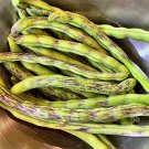 Rattlesnake Pole Bean Seeds Vegetable Seeds Aka Preacher Bean Seed Packets