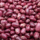 Early Warwick Dry Bush Bean Seeds Grown To Organic Standards English