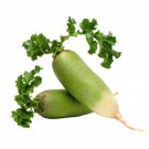 Green Meat Winter Radish Seeds Seeds 100 Seeds Naturally Grown